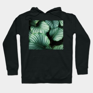 Luscious ferns II Hoodie